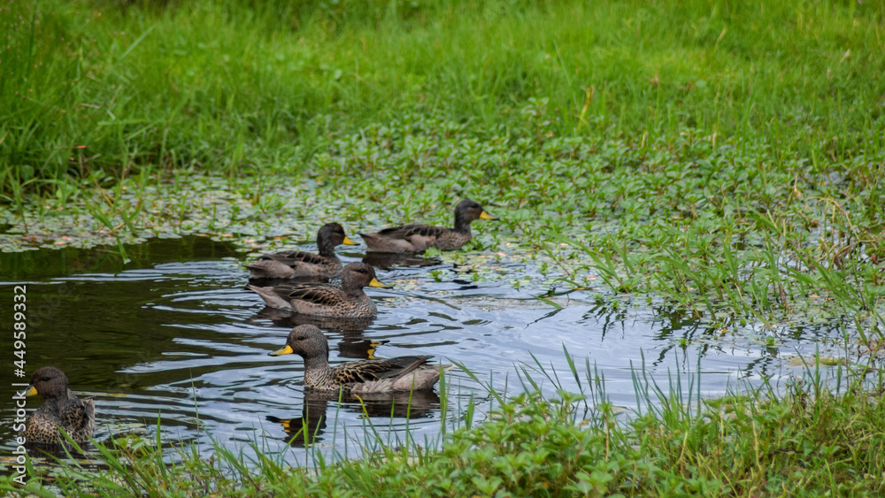 Ducks in the water