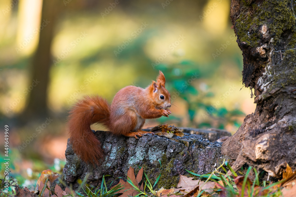 欧亚红松鼠（Sciurus vulgaris）在其秋季森林的自然栖息地。缺少ea