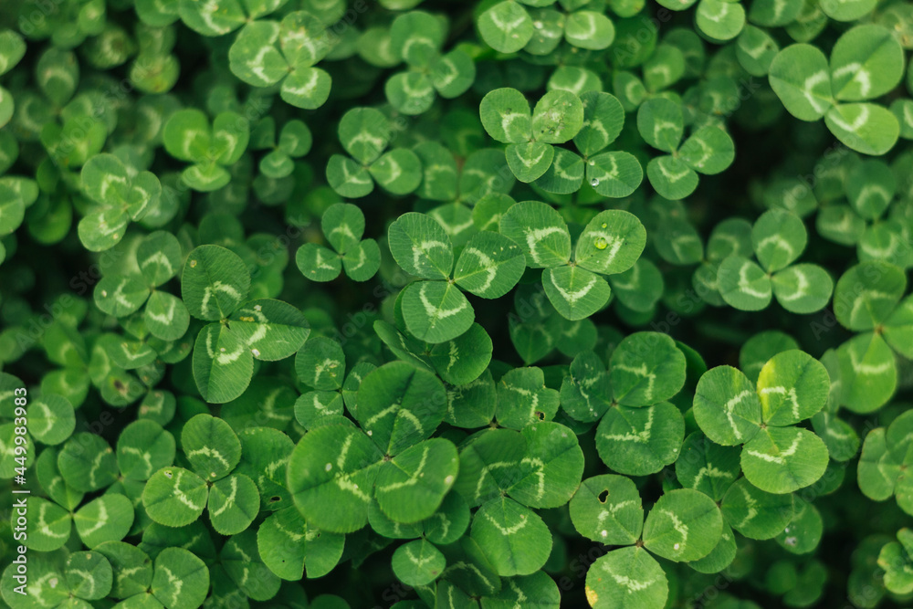 Foliage textured background macro shot