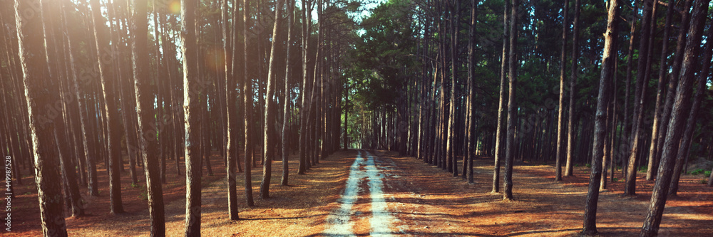 Pathway Forrest乡村步道自然概念