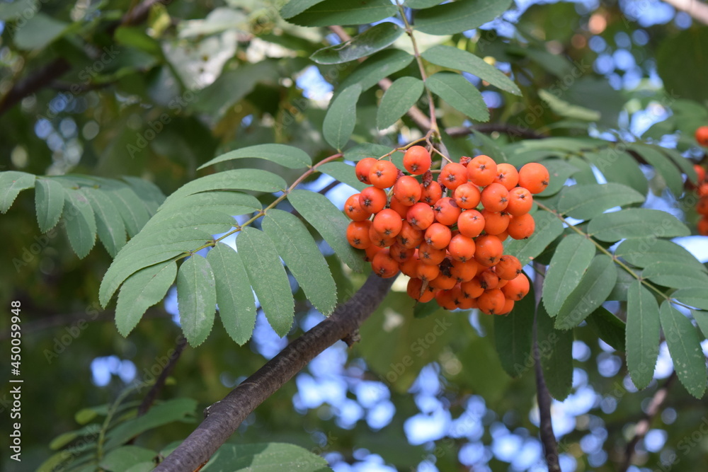 orange berries on tree (sorbus decora - northen mountain ash, red rowan)