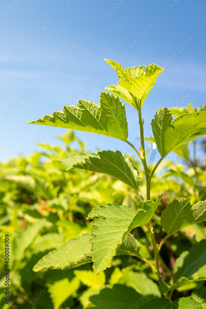 Young green leaves against the blue sky.