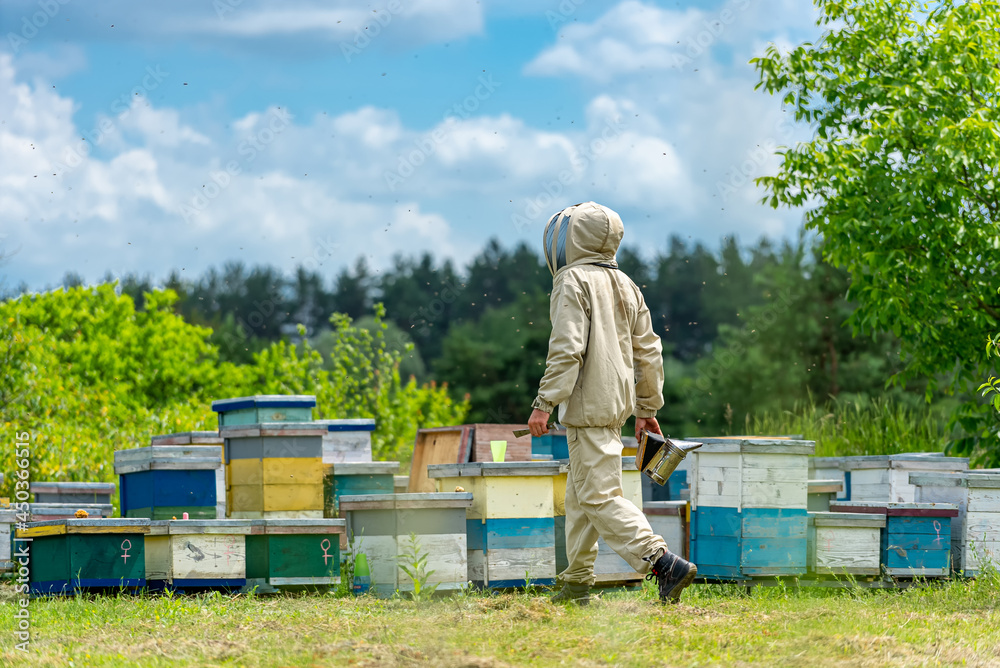 Beekeeping natural summer wooden honeycombs. Outdoor harvesting beeswax. Concept of beekeeping and s