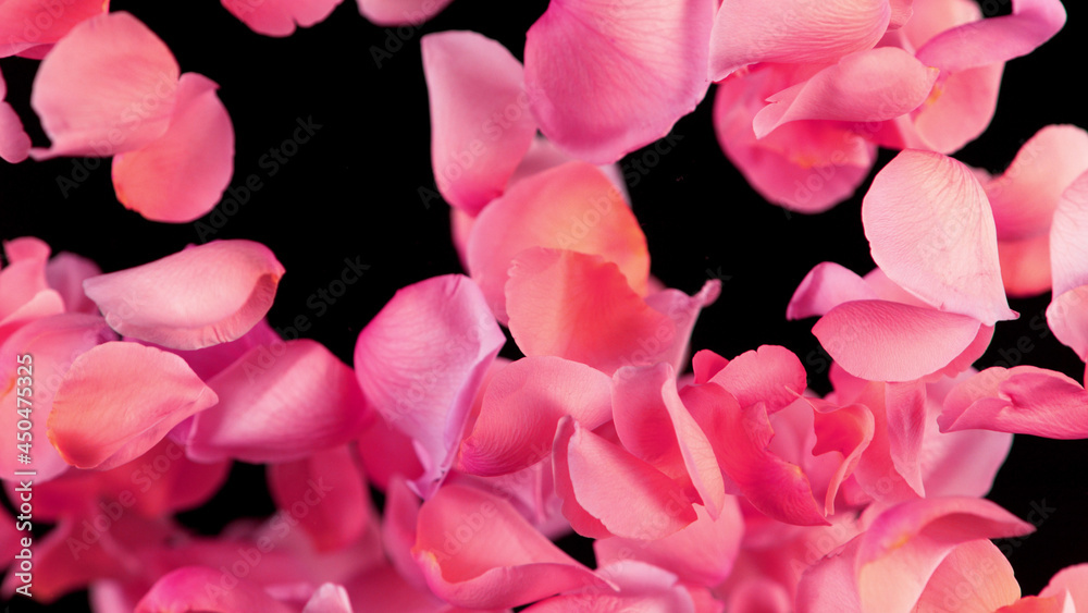 Freeze motion of rose petals flying on black background