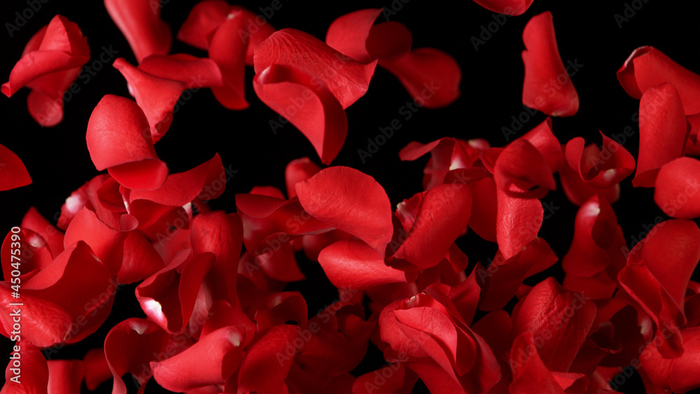 Freeze motion of rose petals flying on black background