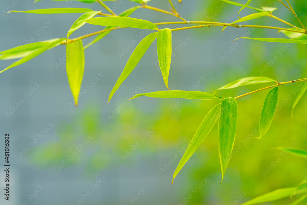 Green bamboo background