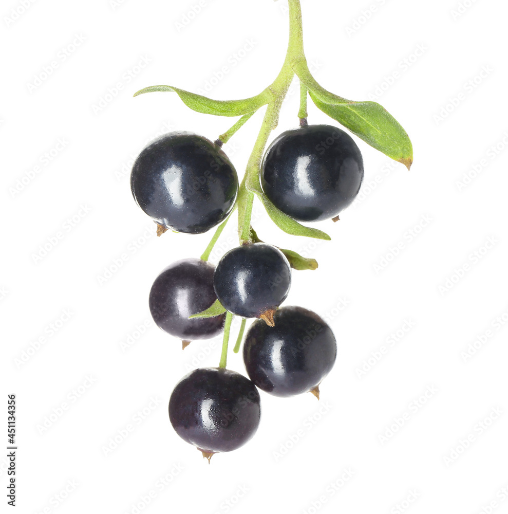 Bunch of ripe black currant on white background