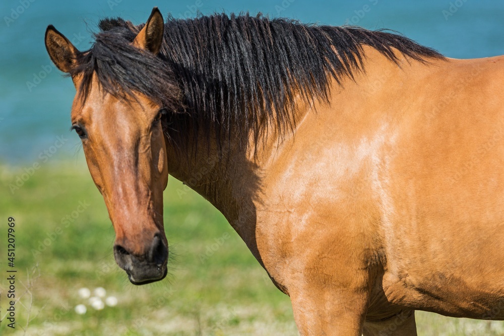 Bay Horse on a Pasture