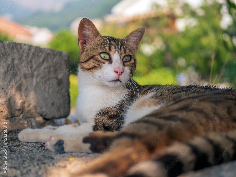 猫躺在户外，警惕地环顾四周。