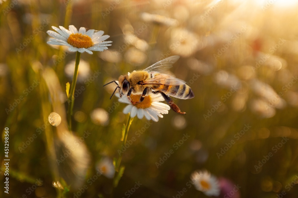 Bee.