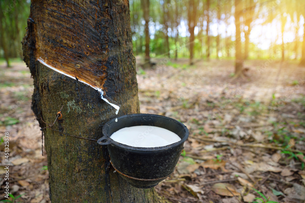 Close-up bowlful of Natural rubber latex trapped from rubber tree.