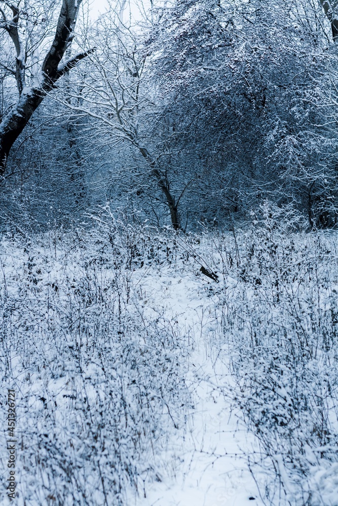 冬季森林，积雪覆盖