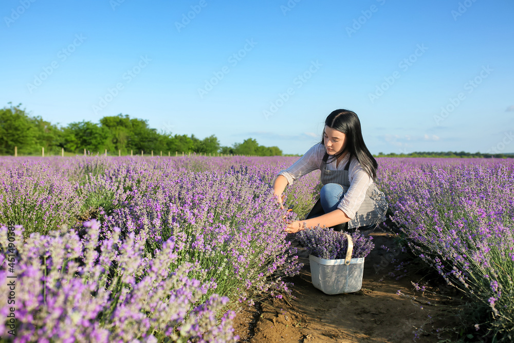 女农民在田里割薰衣草花