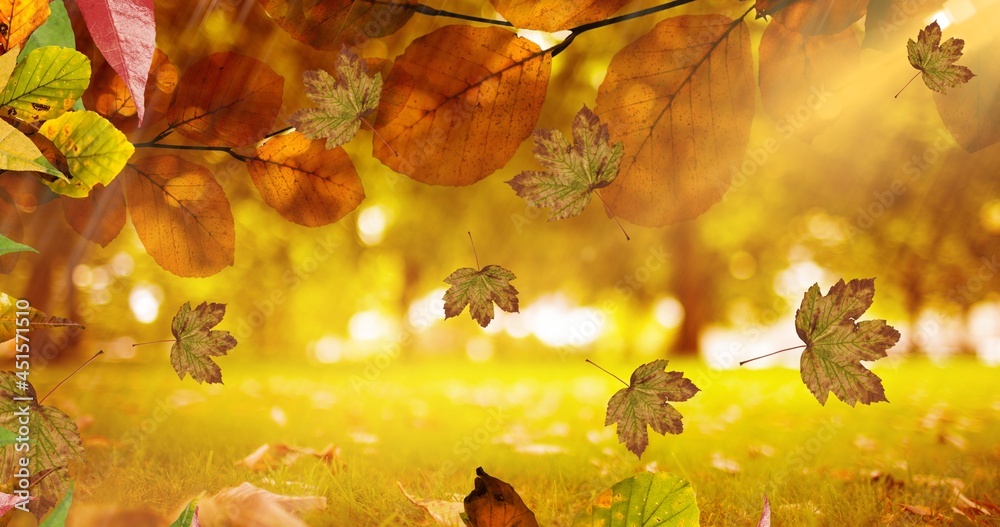 Composition of leaves falling over autumn park scenery