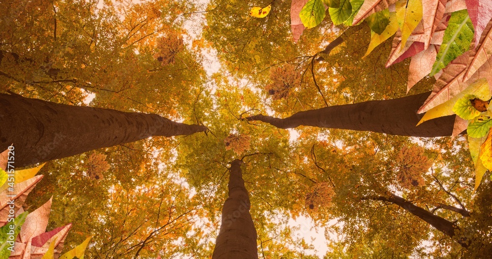 Composition of autumn leaves over trees scenery