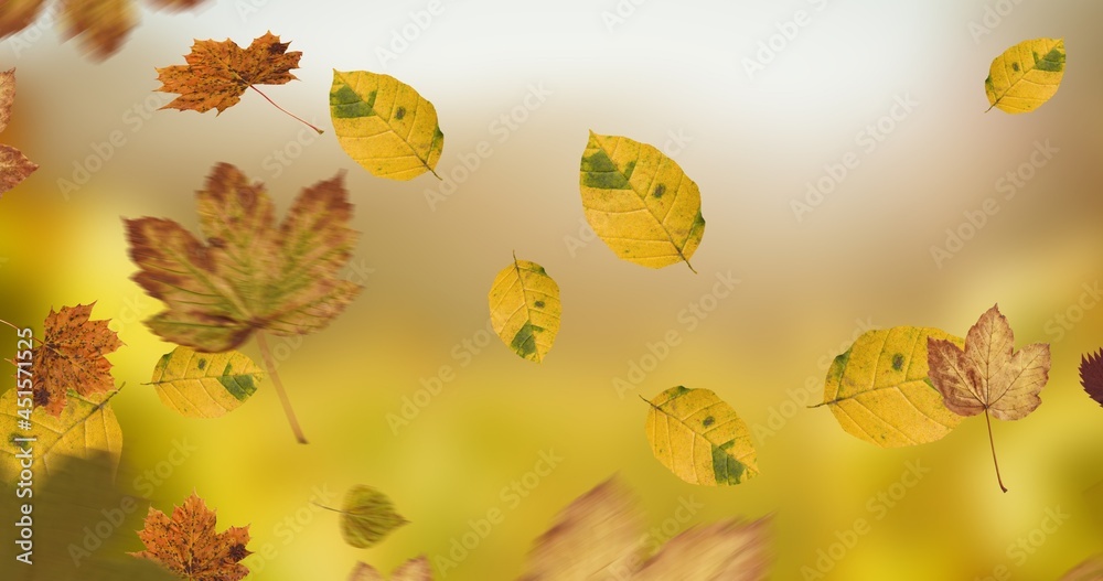 Composition of leaves falling over autumn scenery