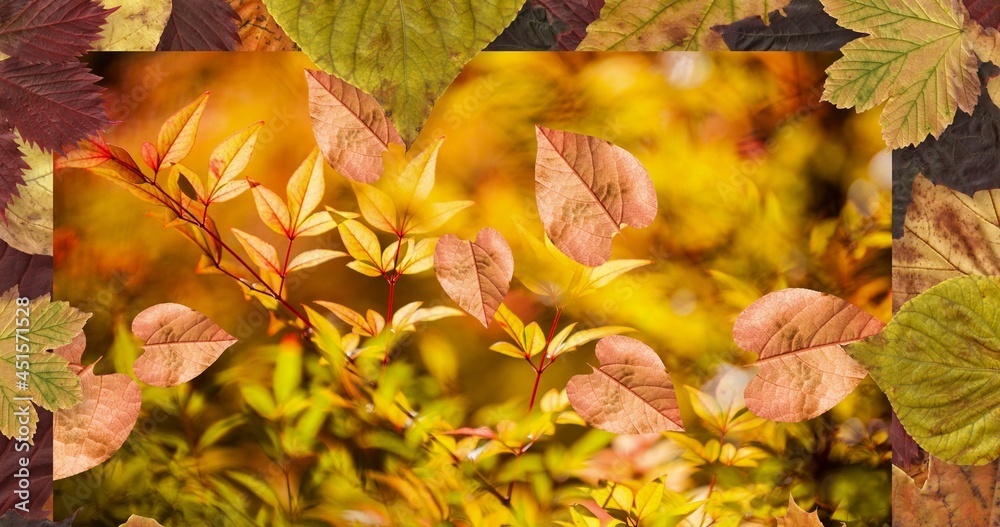 Composition of leaves falling over autumn scenery