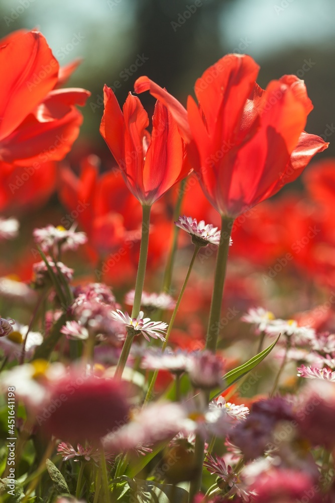 郁金香花园