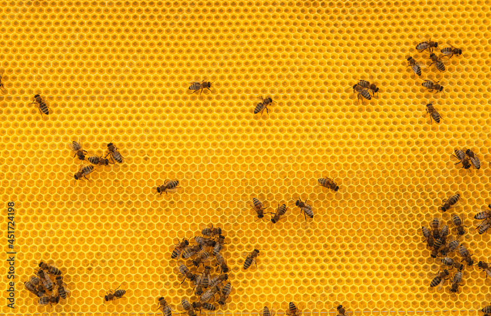 Many bees on honey combs