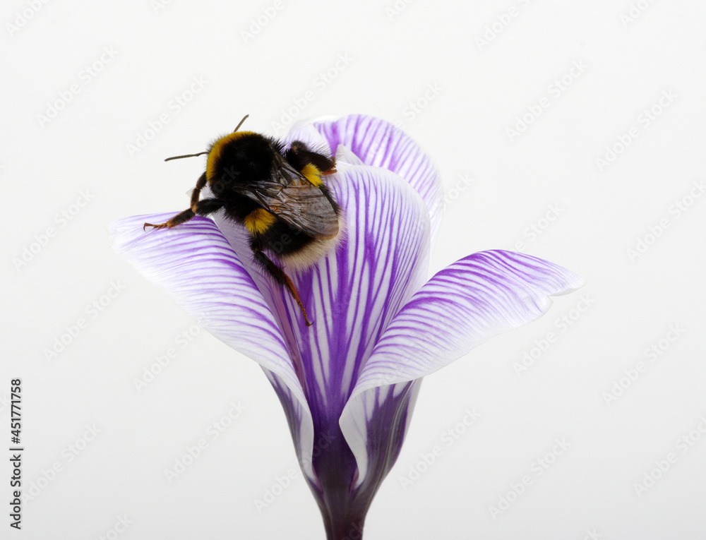 Bumblebee collects pollen from a blue flower isolated on white