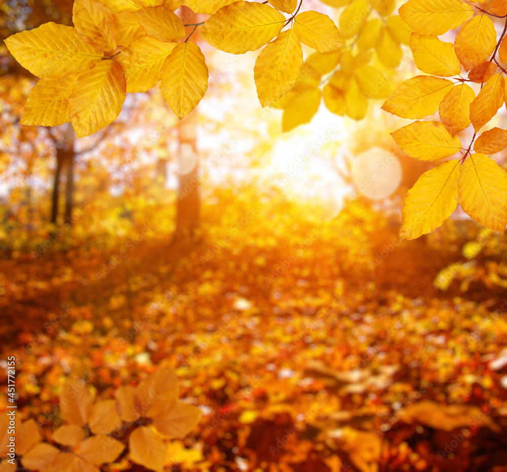  Autumn leaves on the sun and blurred trees