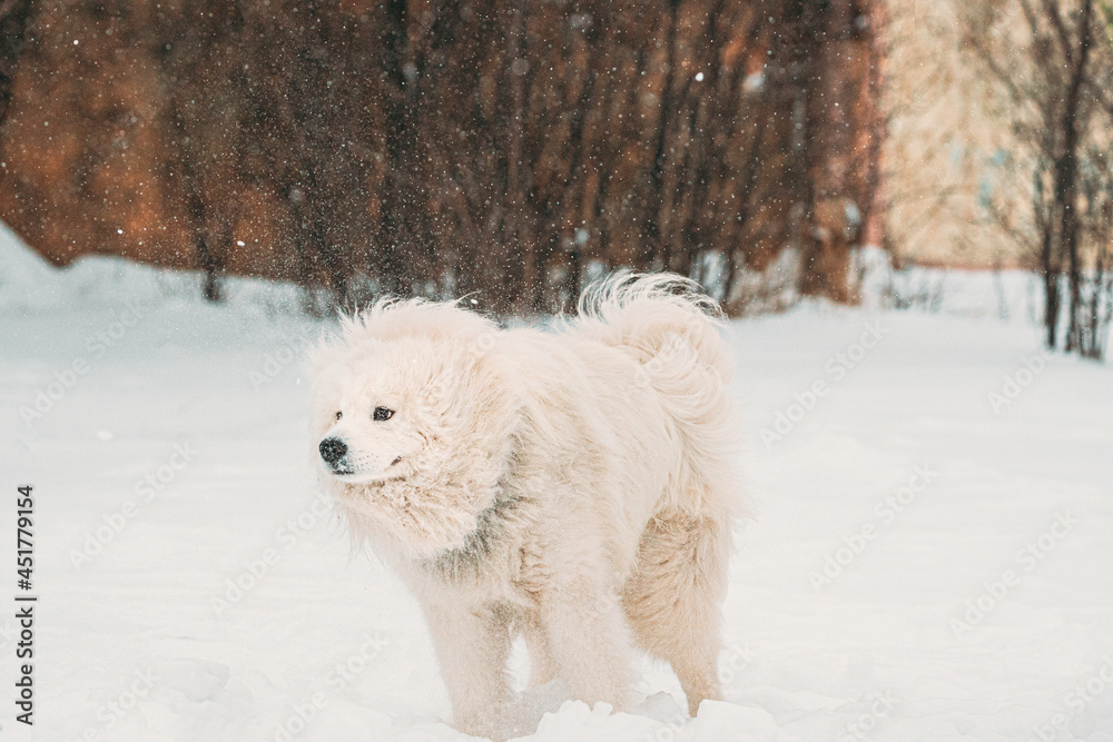 Samoyed Dog Or Bjelkier, Smiley, Sammy Dog Shakes Off Snow Outdoor In Winter Season. Playful Pet Out