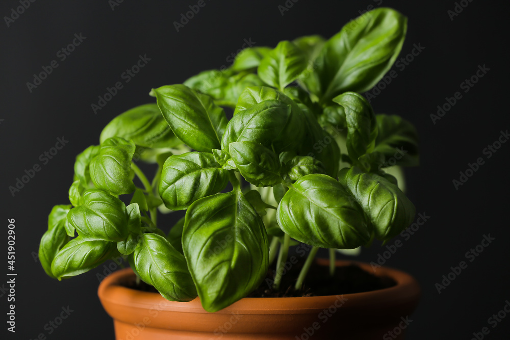 Fresh basil in pot on dark background, closeup