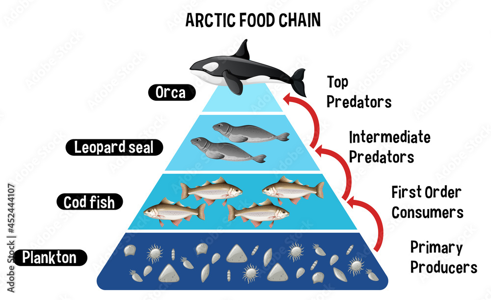 北极教育食物链示意图