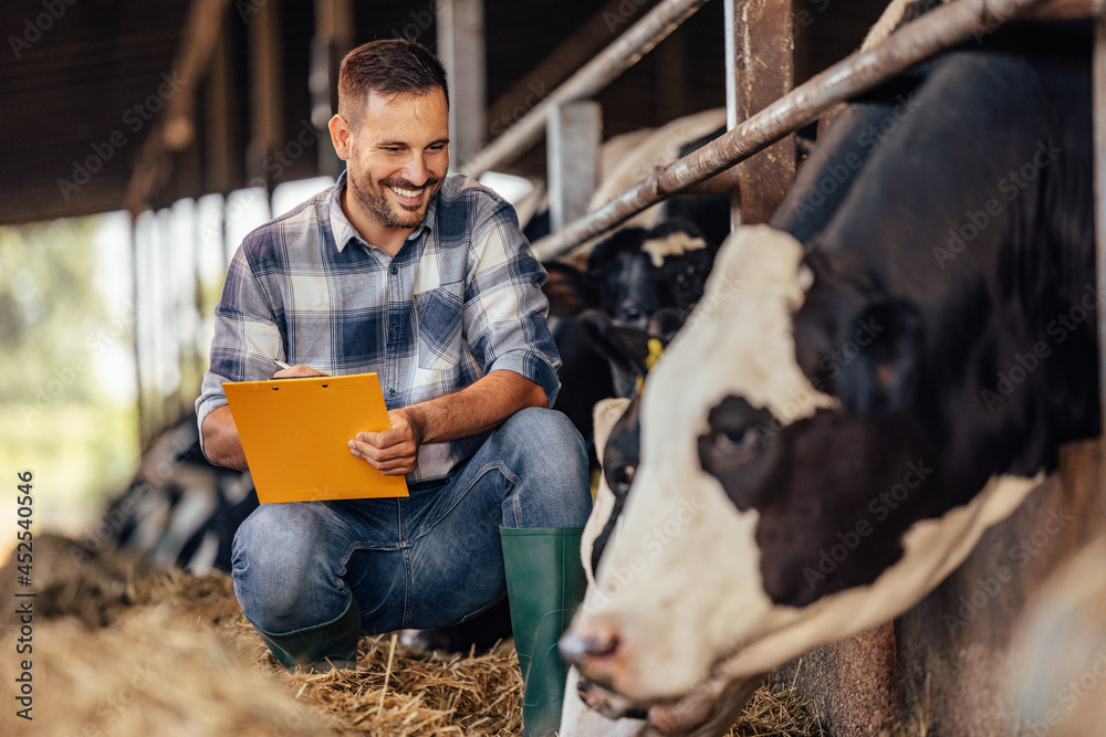 Adult man, making sure not to overfeed the cows.