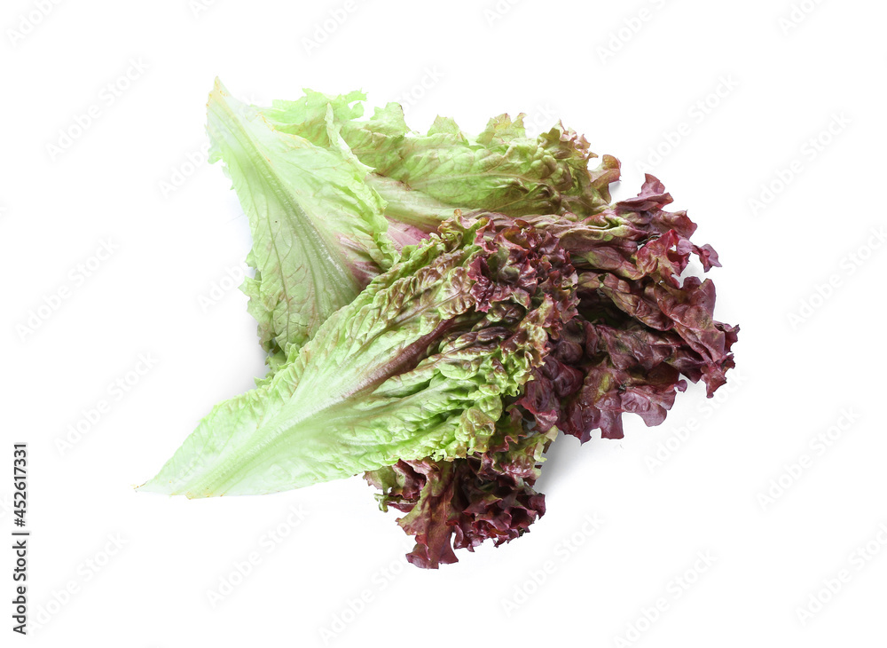 Fresh Lollo Rosso lettuce on white background