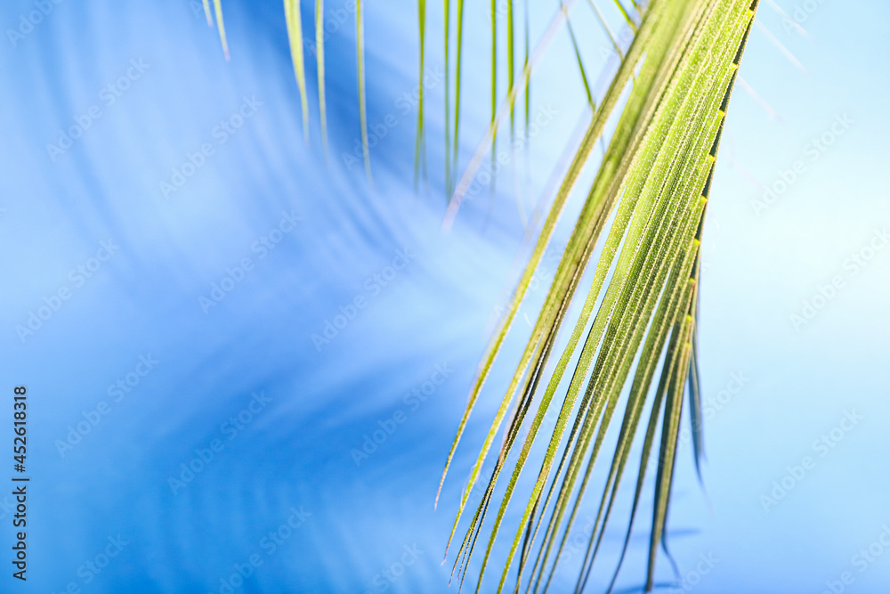 Fresh tropical palm leaf on color background, closeup