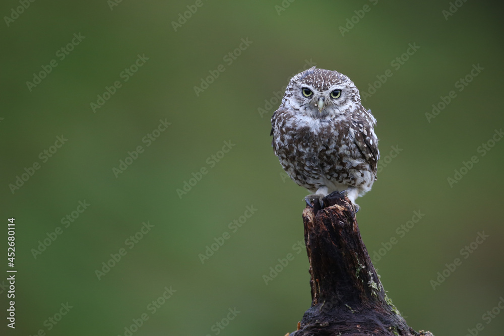 Little Owl (Athene noctua) nocturnal bird perched on log with bright background and looking at camer