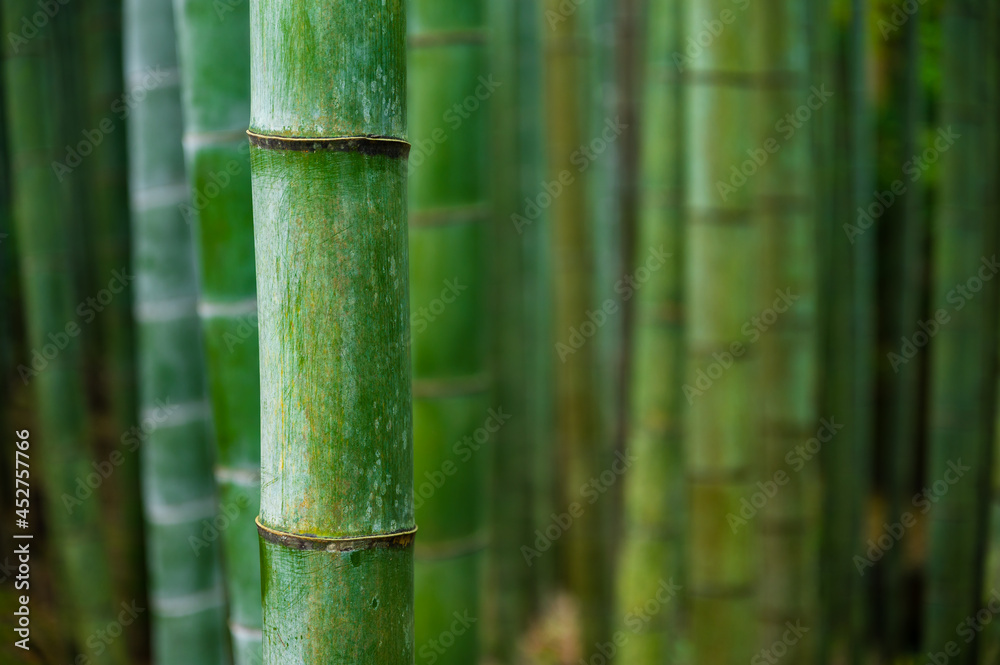 Bamboo grove, bamboo forest at Arashiyama in Kyoto, Japan