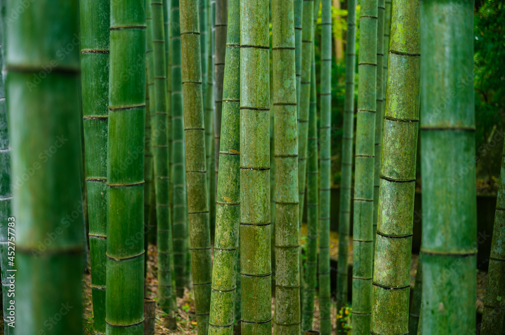 竹林，日本京都荒山的竹林