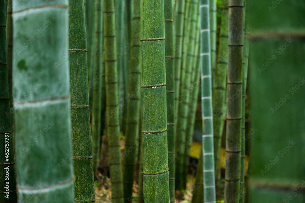 竹林，日本京都荒山的竹林