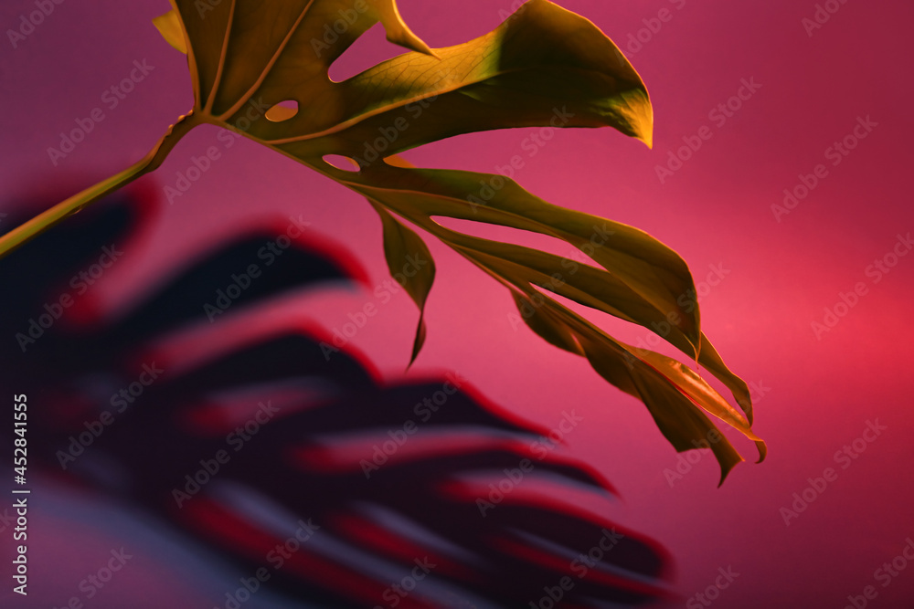 Fresh tropical palm leaf on dark color background, closeup