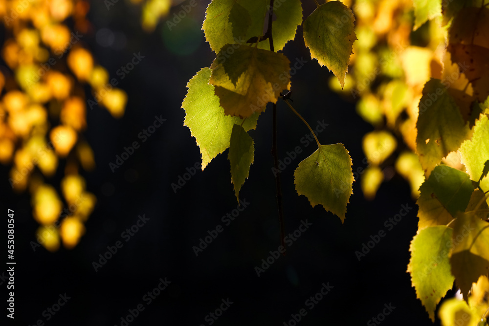 Autumn orange colored birch tree leaves