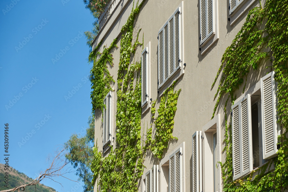 攀缘植物沿着住宅楼窗户的墙壁生长