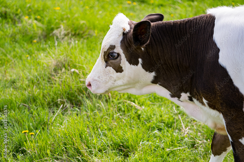 Dairy cow grazing. Brown-white cow on a meadow in spring. Beautiful milky cow on a pasture. Dairy ca