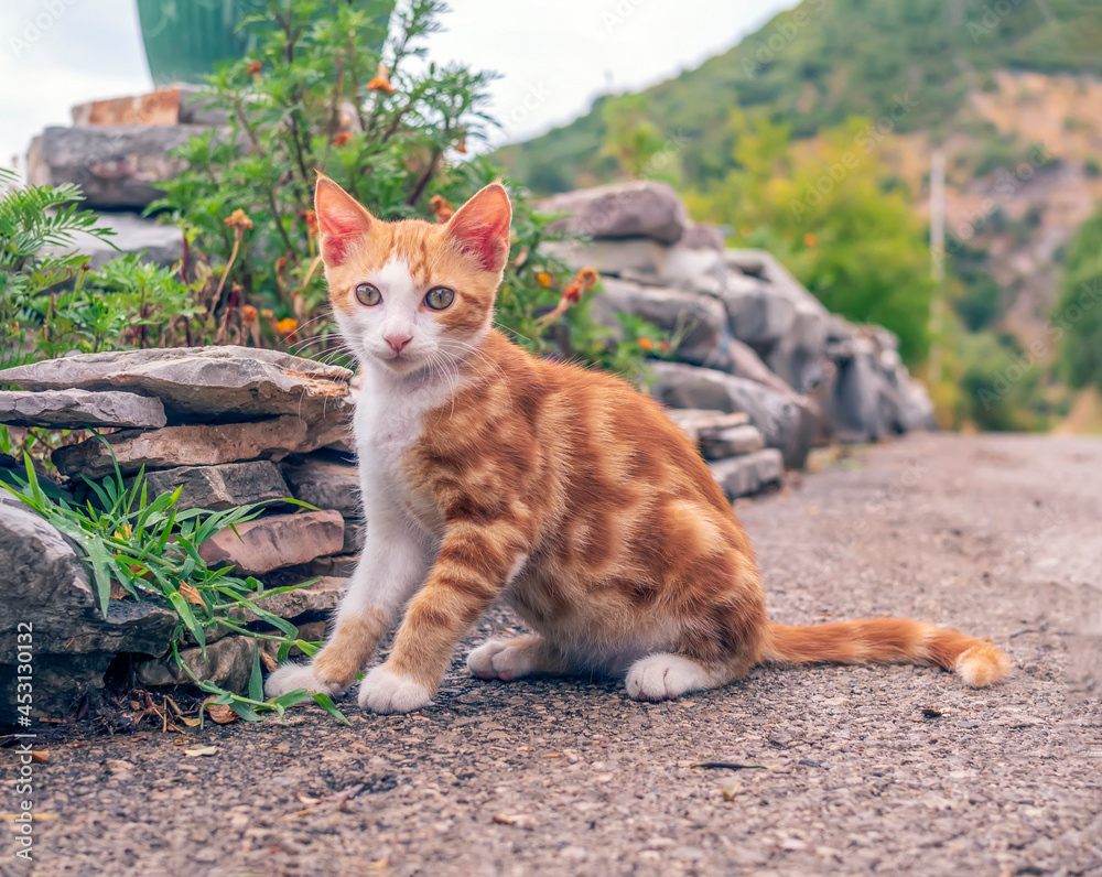 一只红白相间的小猫坐在户外看着摄像机。