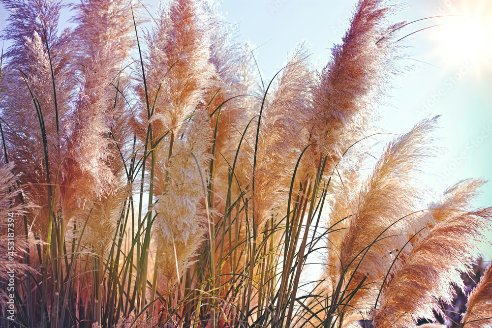 Beatutiful nature, reed in the wind, high dry seeds of reed - cane, dry reed, dry cane in meadow