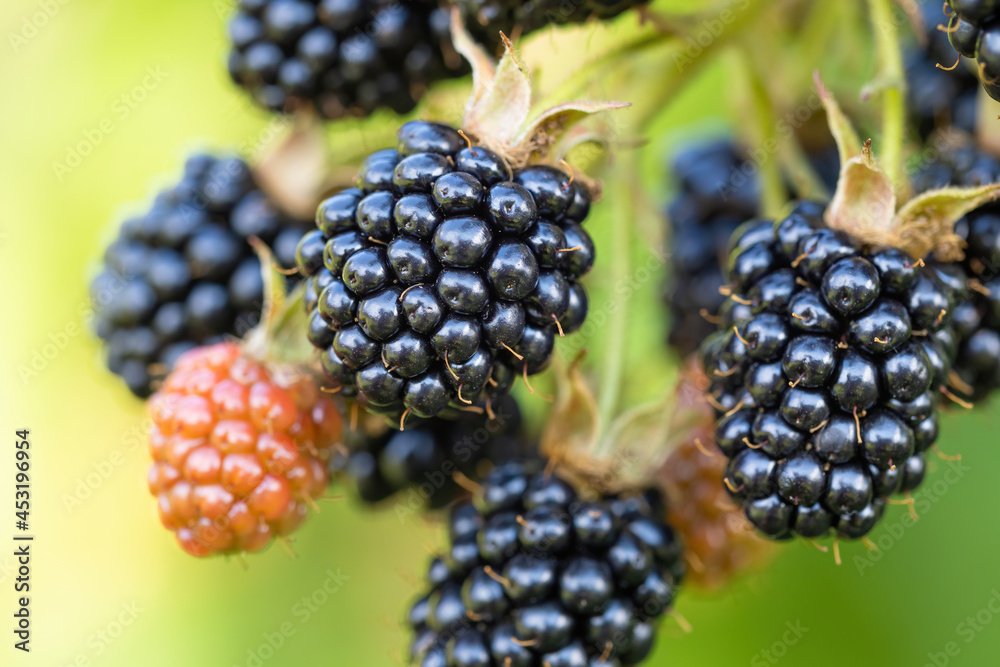 Natural fresh blackberries in a garden. Bunch of ripe and unripe blackberry fruit - Rubus fruticosus