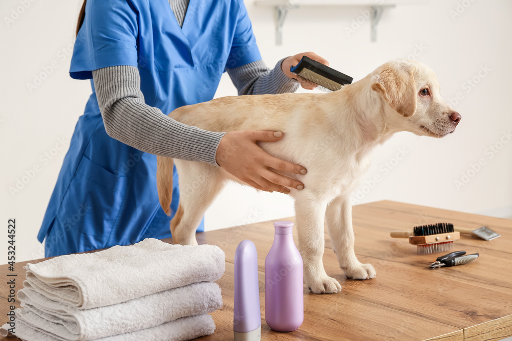 Female groomer taking care of Labrador puppy in salon