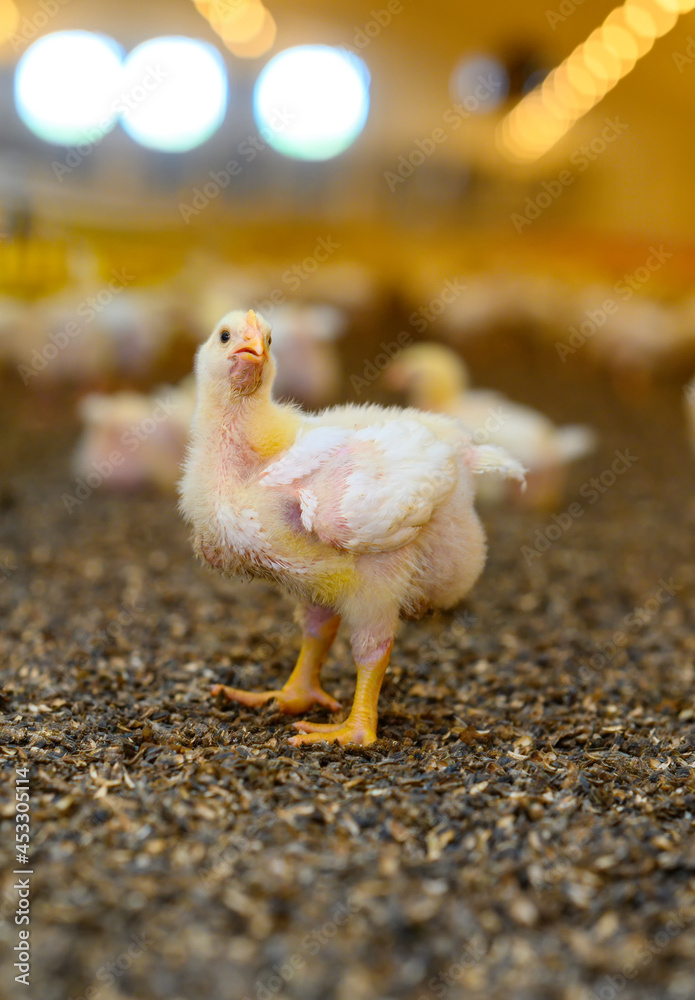 Small tiny cute chicks farming organic. Close up tiny yellow chick walking on the meadow.