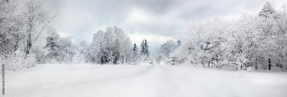 冬季道路和被雪覆盖的树木