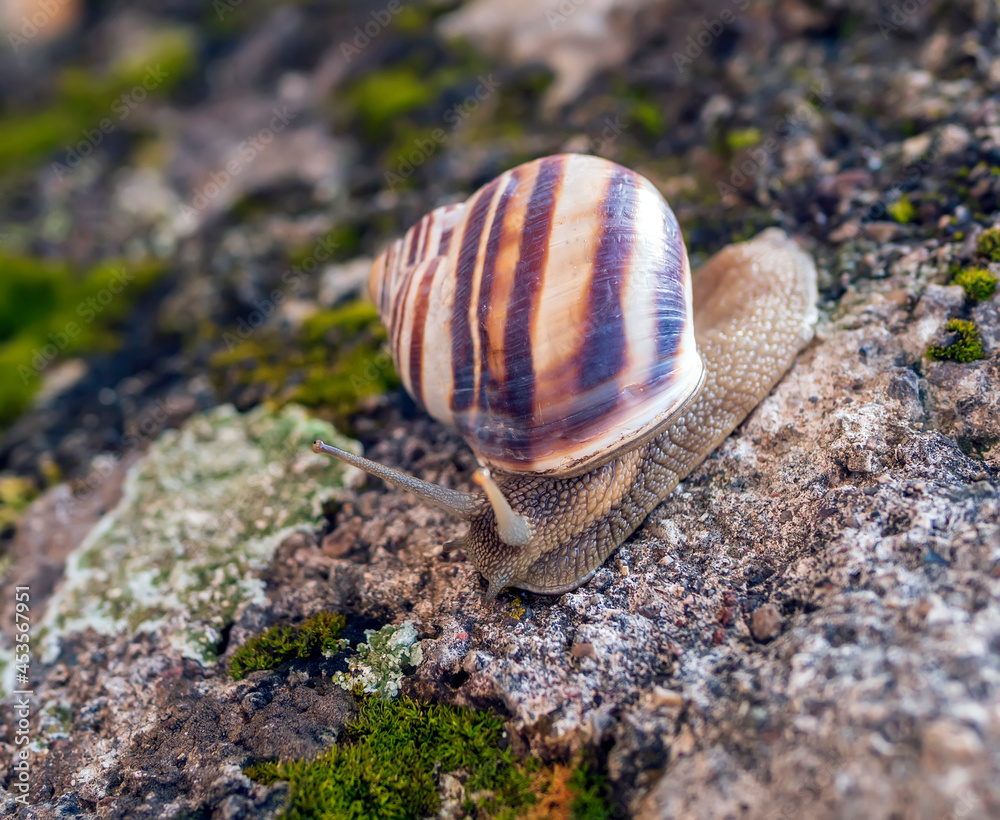 Grape snail is crawling over a stone. Close-up.