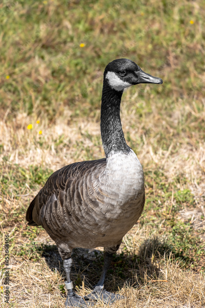 Full length of Canada goose standing on the grass.