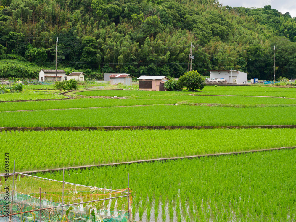 水田と畑が広がる風景