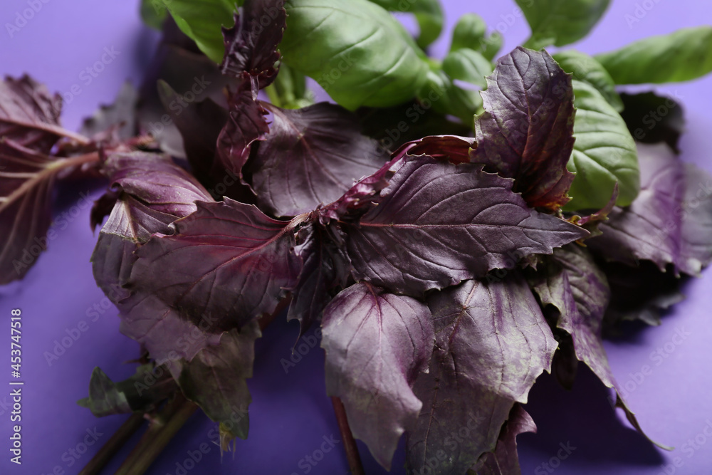 Bunch of fresh basil on color background, closeup