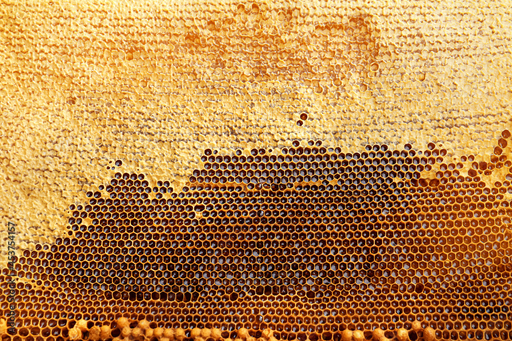 Texture of honey combs, closeup